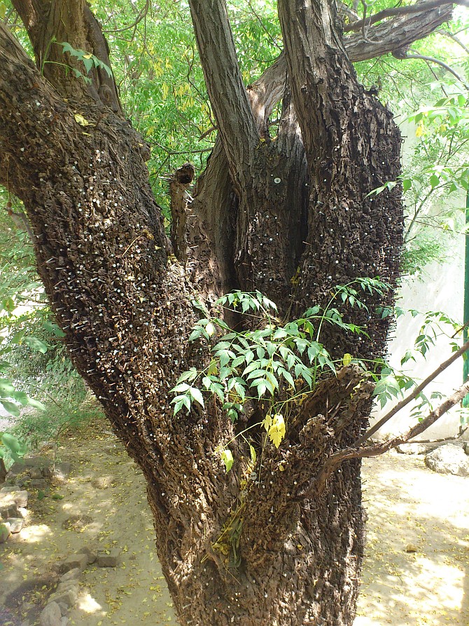 The cedar tree with nails hammered into it.